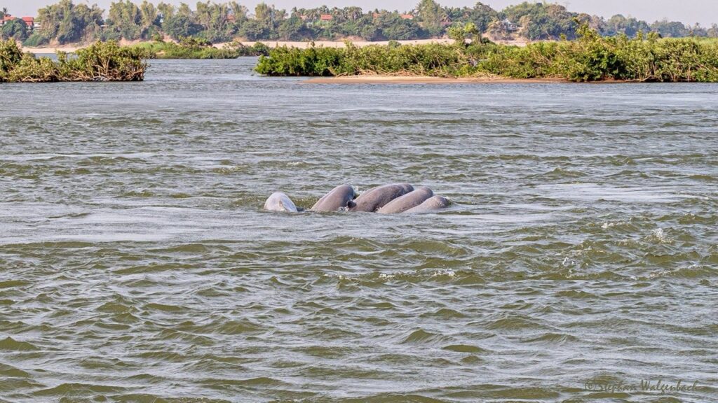 dolphin