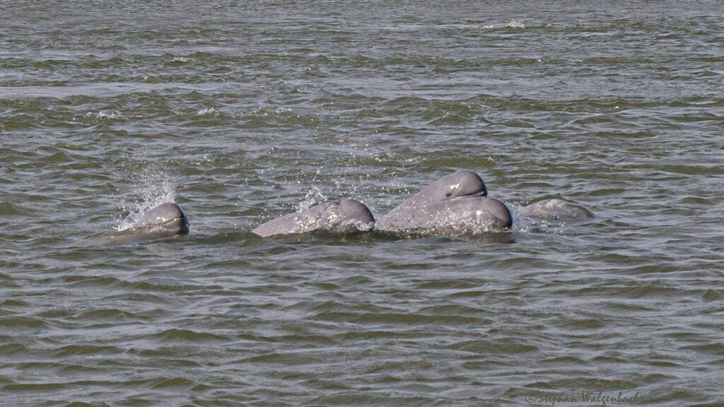 dolphins